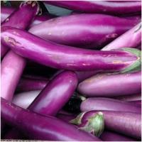 PURPLE EGGPLANT KG